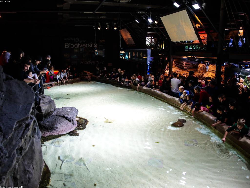 ការថែរក្សាប្រភេទត្រីសម្រាប់ការប្រកួត