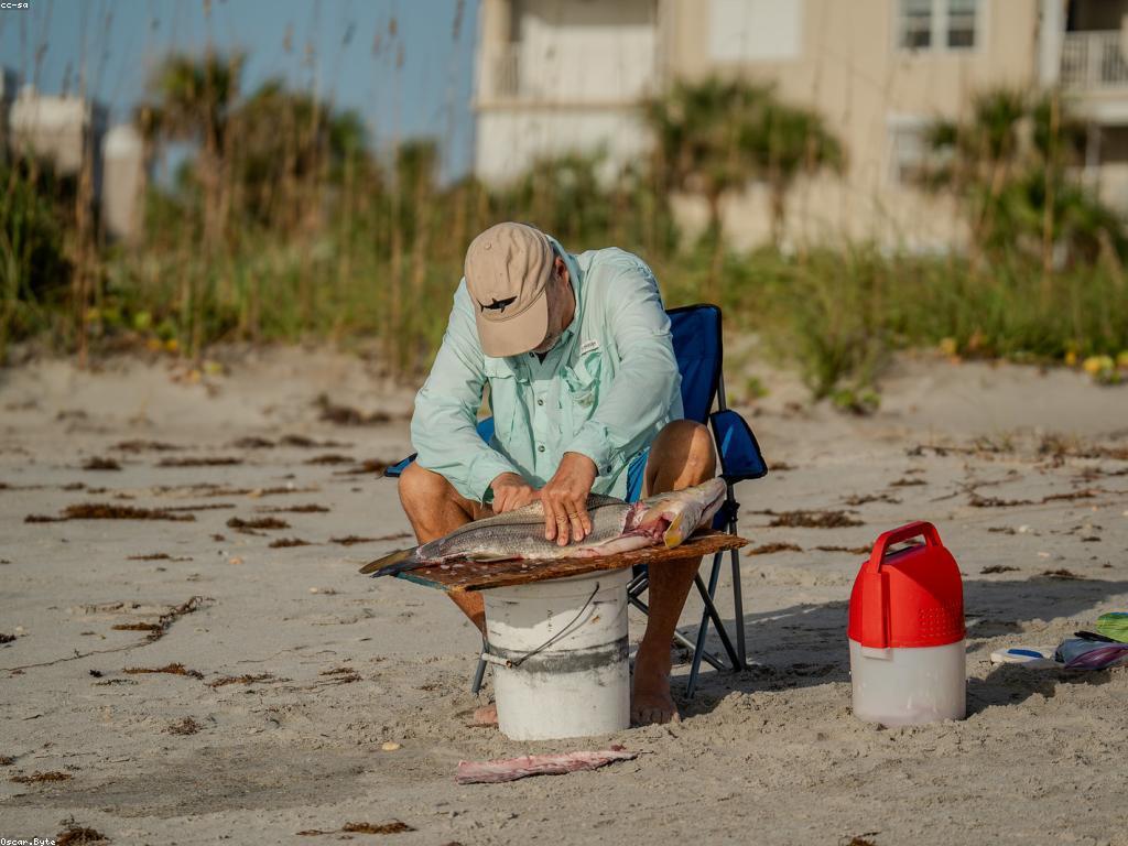 យុទ្ធសាស្ត្រសម្រាប់ការប្រកួតត្រី