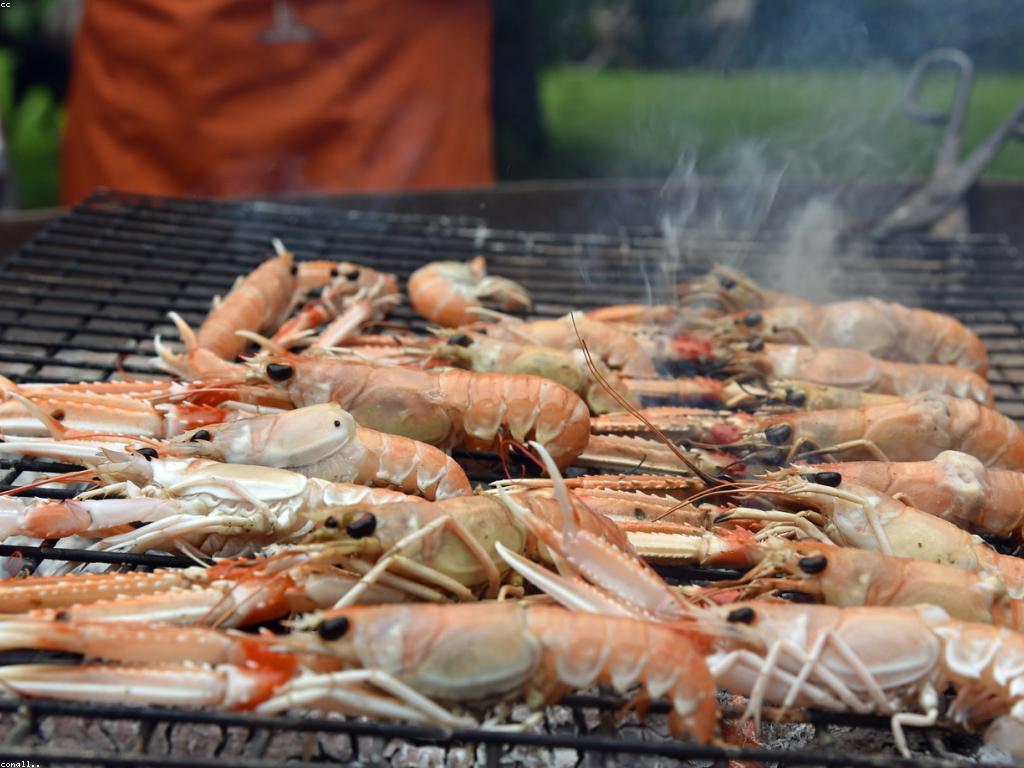 ការប្រកួតត្រី: របៀបចូលរួម និងការបង្ហាញសមត្ថភាព